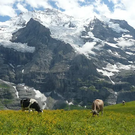 Hirschen Wengen