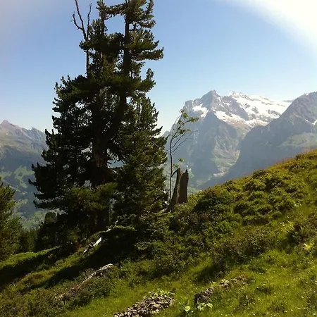 Hirschen Apartment Wengen